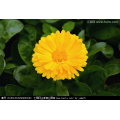 Asian garden indoesnisa Potmarigold calendula seeds flower seeds for growing